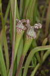 Crimson pitcherplant